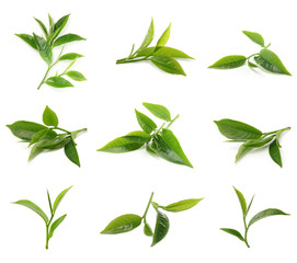 Green tea leaf isolated on white background.