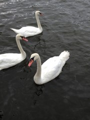 Swans Swimming