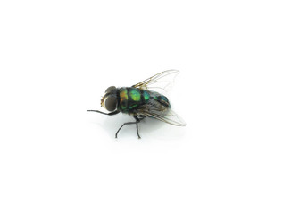 fly on a white background