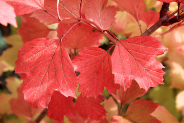 Autumn colors. Red leaves of viburnum