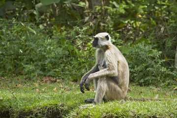 Hanuman Langur in Bardia, Nepal