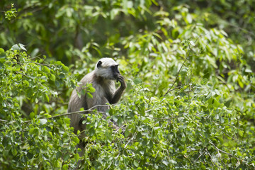 Hanuman Langur in Bardia, Nepal
