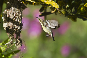 Purple sunbird nesting in Bardia, Nepal