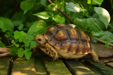 turtle