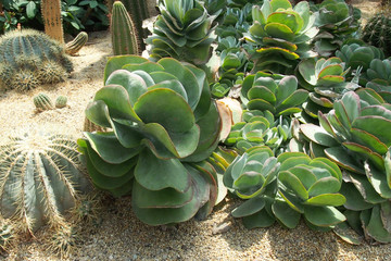 Fototapeta premium succulent plants on the gravel ground