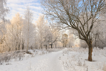 winter forest landscape in good weather