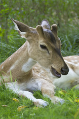 Spotted deer in Bardia, Nepal