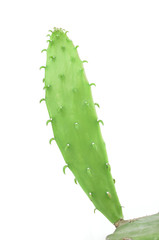 Cactus isolated on white background
