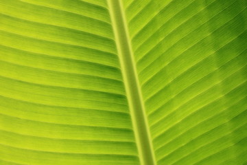 horizontal banana leaf texture