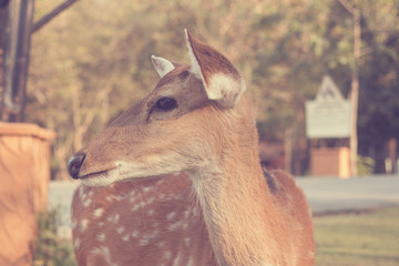 sika deer  - Vintage effect style pictures