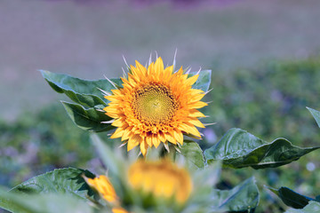sunflower in garden