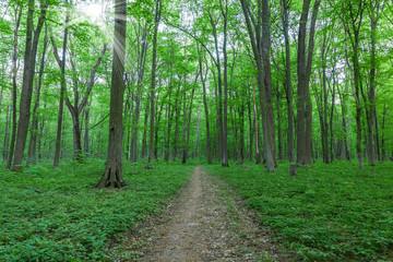 Fototapeta premium Green deciduous forest on a sunny day.