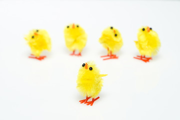 Easter still life with  chickens on white background.