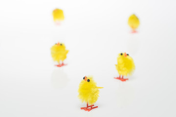 Easter still life with  chickens on white background.