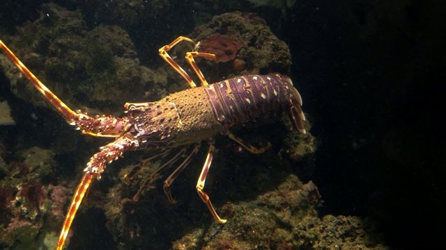 aquarium of genoa, lobster
