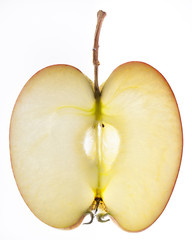 Apfelscheibe, Durchlicht, Studio