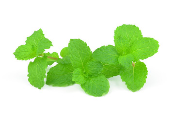 Fresh mint isolated on a white background