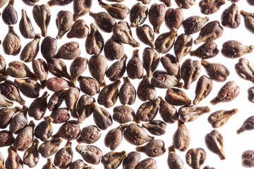 Weintraubenkerne (Vitis vinivera), weißer Grund, Studio