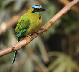 motmot houtouc