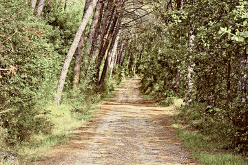 Road in Forest