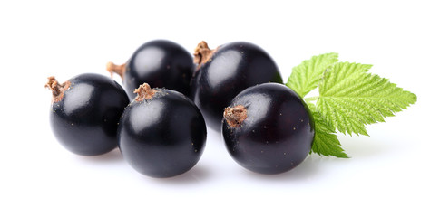 Blackcurrant with leaf
