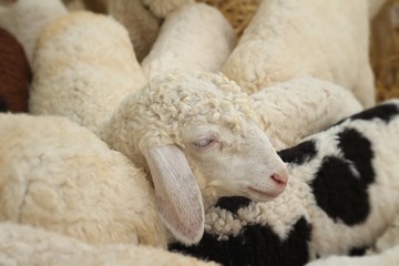 Obraz premium Many lambs on the farm.