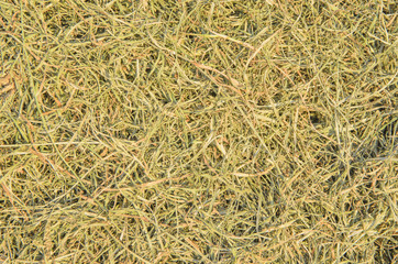 Die grass