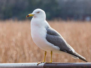 beautiful smart seagull