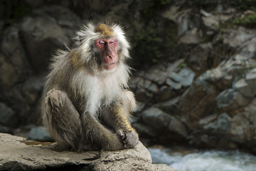 Snow Monkey