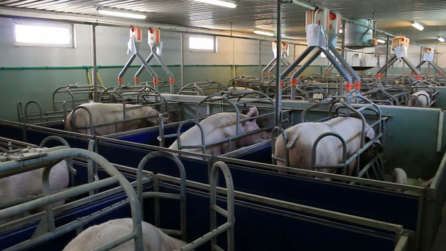 Farm for pig breeding
