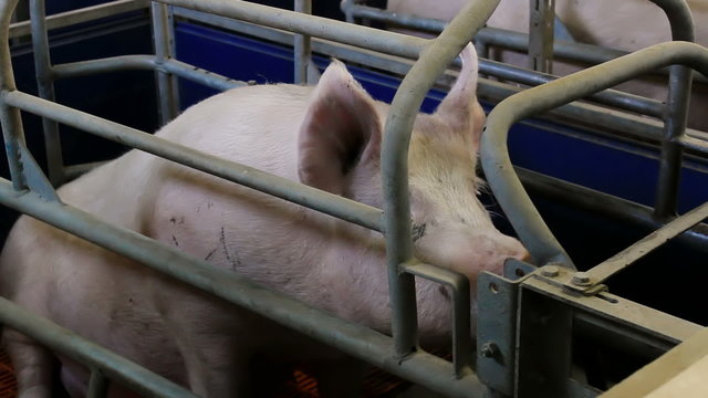 Pig in the pen