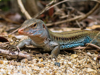 The Lizard Of Oz