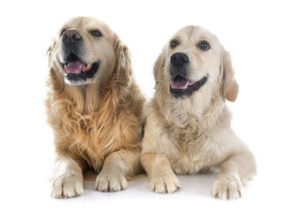Fototapeta premium golden retriever