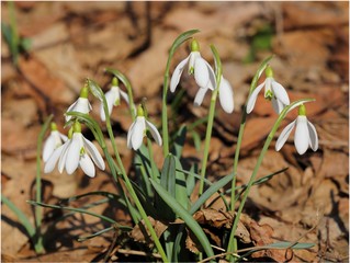 Snowdrops