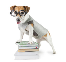 Smart funny dog with glasses and a stack of books