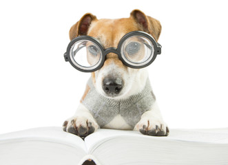 Smart funny dog with glasses is studying