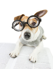 Smart cute dog with glasses is reading