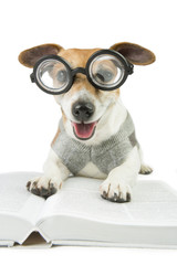 Smart reader cool dog with glasses