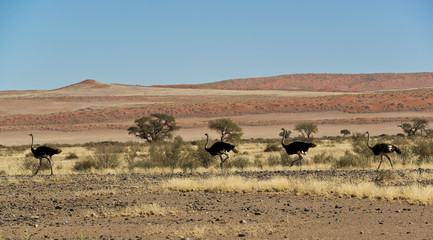 Obraz premium Ostrich