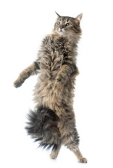 tabby cat upright