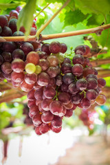 Bunches fresh red grapes.