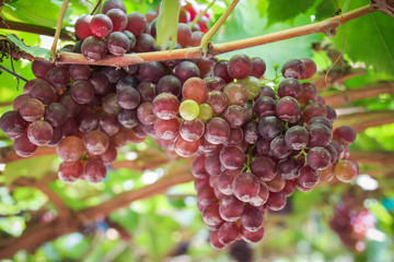 Bunches fresh red grapes.