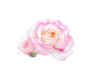 delicate beautiful  pink rose