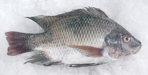 Talaphia