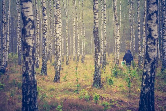 Vintage photo of birch forest