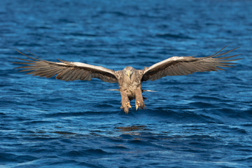 White-tailed Sea Eagle in head on flight at the camera.
