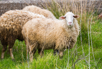 Fototapeta premium Koyun