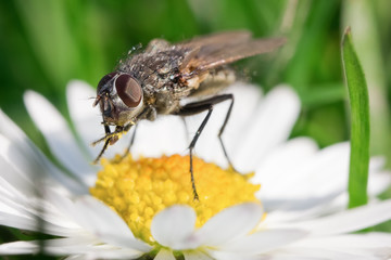 Macro photo from small fly on a flower