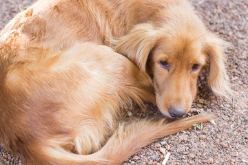 mongrel brown dog laying on the ground