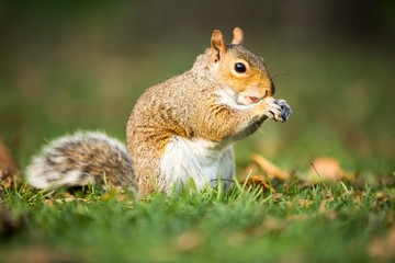Naklejka na ściany i meble Eastern Grey Squirrel (Sciurus carolinensis) eating a nut